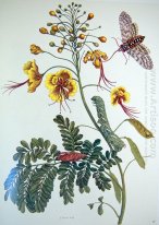 från Metamorphosis insectorum Surinamensium, Plate XLV