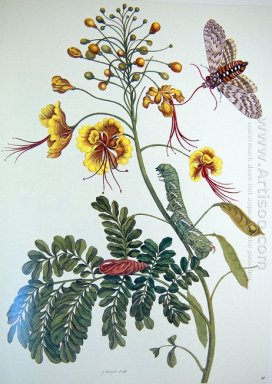 from Metamorphosis insectorum Surinamensium, Plate XLV