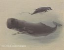 Potvis en Tuimelaar walvis