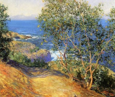 Árboles Tabaco indio, La Jolla