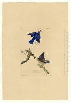 Placa 113 Blue-bird