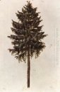 Pinus 1497