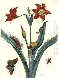 Red Lily