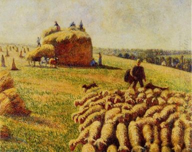 flock of sheep in a field after the harvest 1889