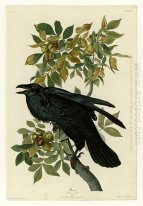 Plate 101 Raven