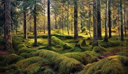 Forest Kyrkogård 1893