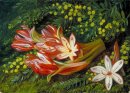 Australische Spear Lily en een Acacia