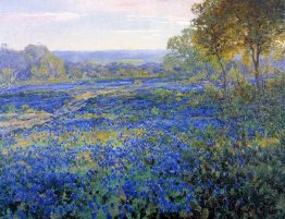 Bidang Bluebonnets