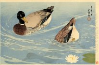 Canards