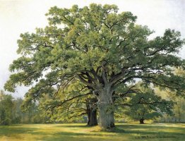 Oaks Em Peterhof Old 1891