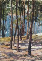 Pine Trees 1902