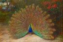 Peacock och Påfågelöga
