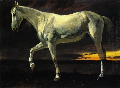 white horse and sunset