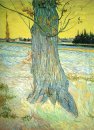 Tronco Di Un Yew Tree Vecchia 1888