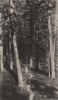 Di Hutan
