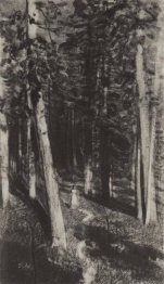I skogen