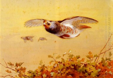 Anglais Partridge In Flight