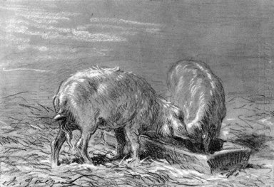 Zwei Schweine essen aus einem Trog