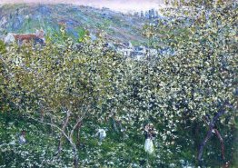 Árvores Vetheuil de ameixa de florescência
