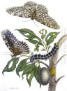 från Metamorphosis insectorum Surinamensium, Plate XX. (Thysania