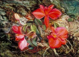 Orchid brasileiro