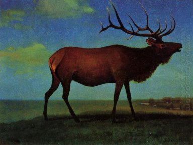 wapiti