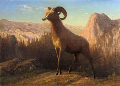 uma ovelha montanha rochosa ovis montana