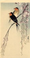 Swallows com flor de cerejeira