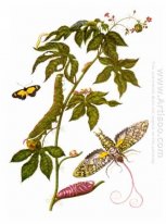Plate som visar stadier av Cocytius antaeus, från Metamorphosis