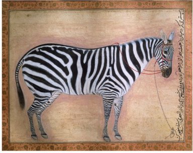 Kuda zebra