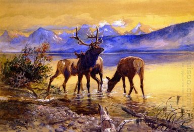 Elk à Lake McDonald
