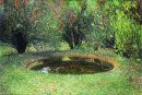 Marquayrol, бассейне с туи