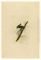 Piatto 140 Pine Creeping Warbler