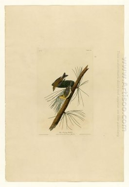 Plaat 140 Pine Creeping Paruline