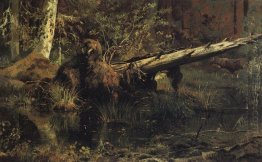 Kayu Shmetsk Dekat Narva 1888