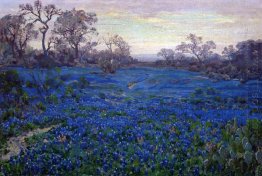 Bluebonnets at Twilight, near San Antonio