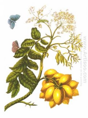 från Metamorphosis insectorum Surinamensium, Plate XIII. (Spondi