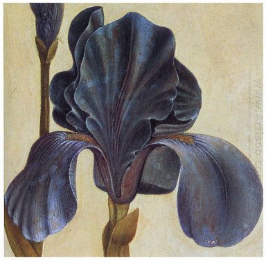 Troiana Iris Detil