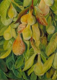 Cabazina Pears, Brasil
