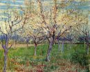 Orchard с деревьями цветущих абрикос