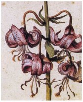 Lillium martagon details