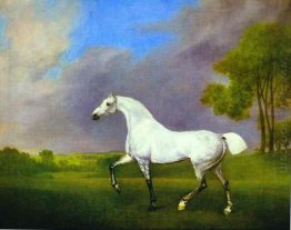 Sebuah Grey Horse