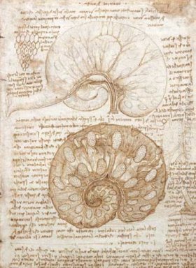 Desenho do útero de uma vaca prenhe 1508