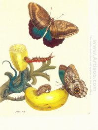 Plate # 23- Musa paradisiaca, Caligo teucer och Cnemidophorus le