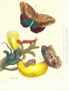 Plate # 23- Musa paradisiaca, Caligo teucer och Cnemidophorus le