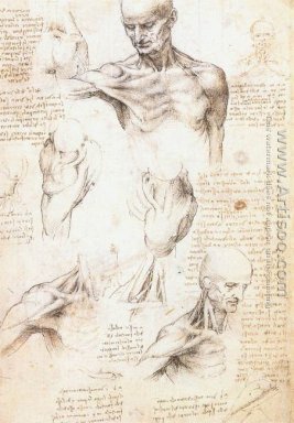 Anatomiska studier av en manlig skuldra
