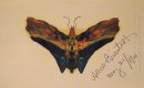 mariposa segunda versión 1900