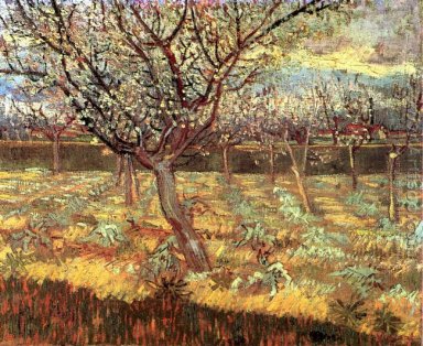 Aprikosen-Bäume in der Blüte II