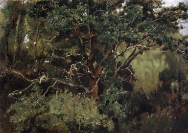 Akhtyrsky Oak