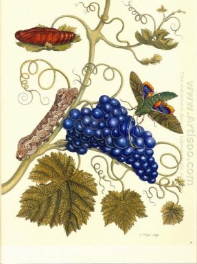 Placa de uma traça (Eumorpha labruscae) que se alimenta de uva (
